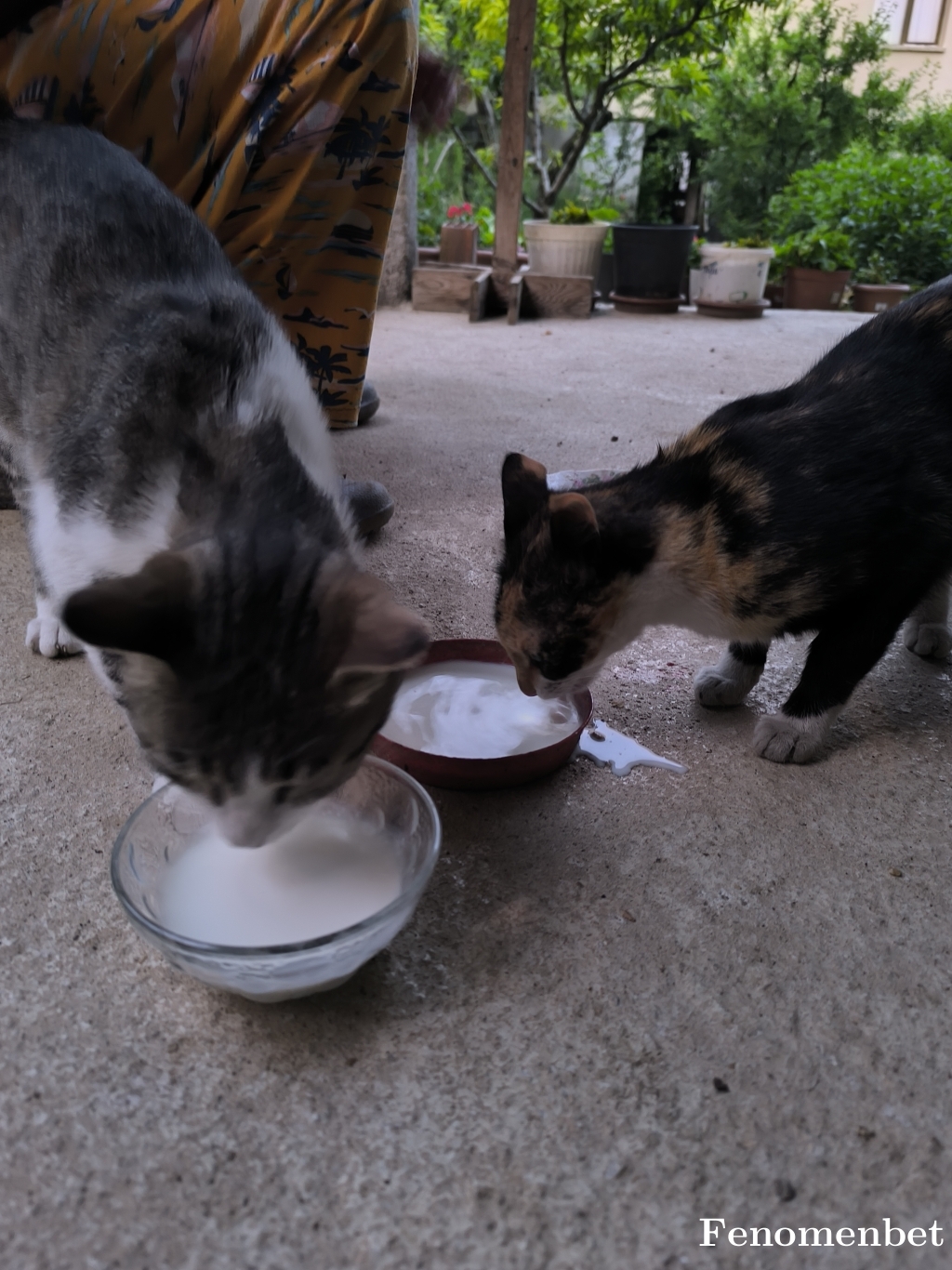 Kakaletaa tarafından paylaşıldı