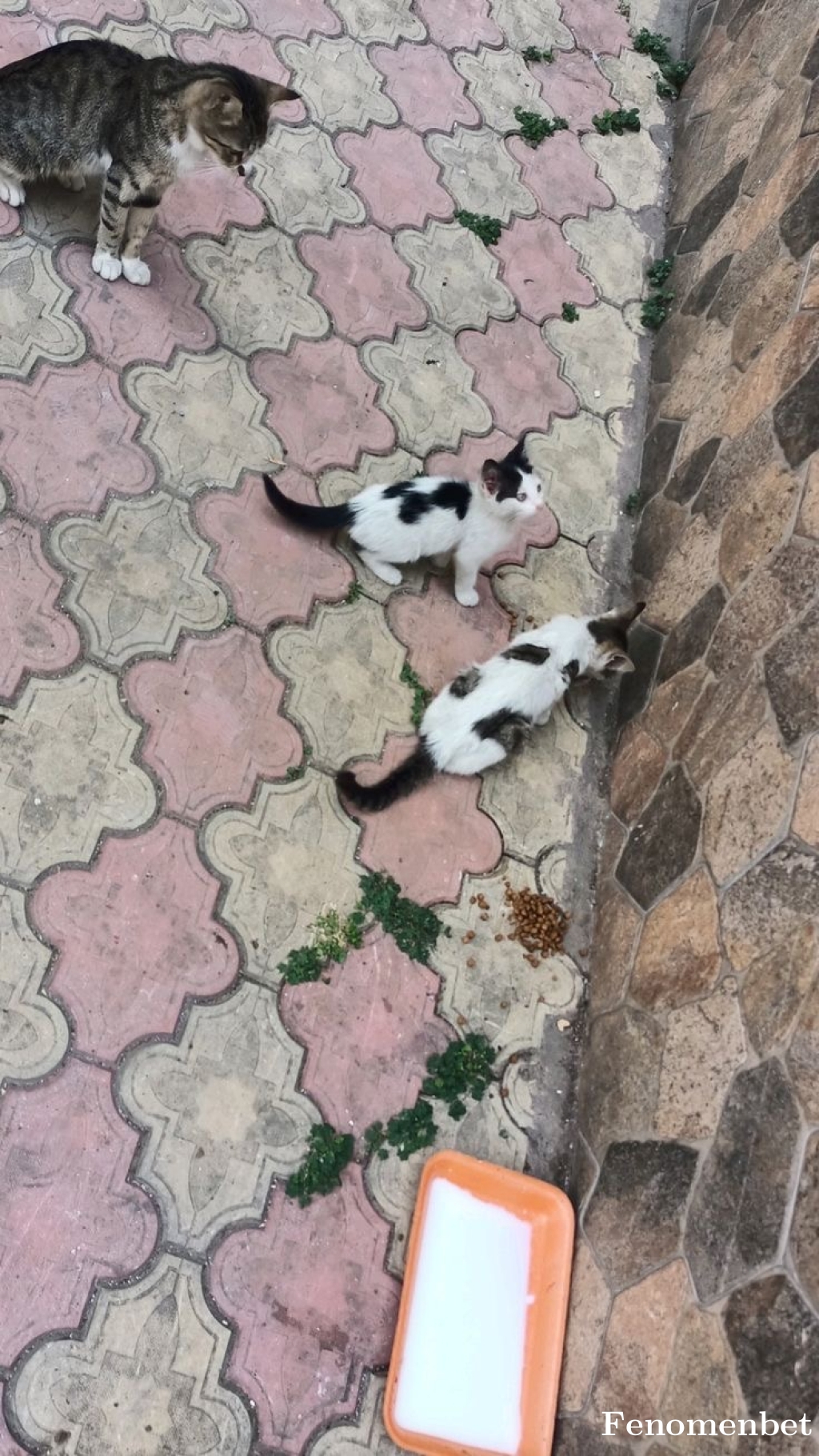 aysesahin81 tarafından paylaşıldı