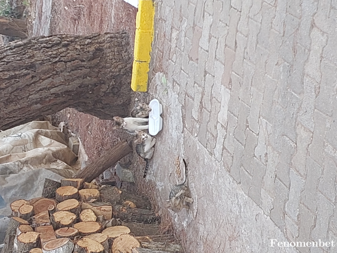 Esmaa35 tarafından paylaşıldı