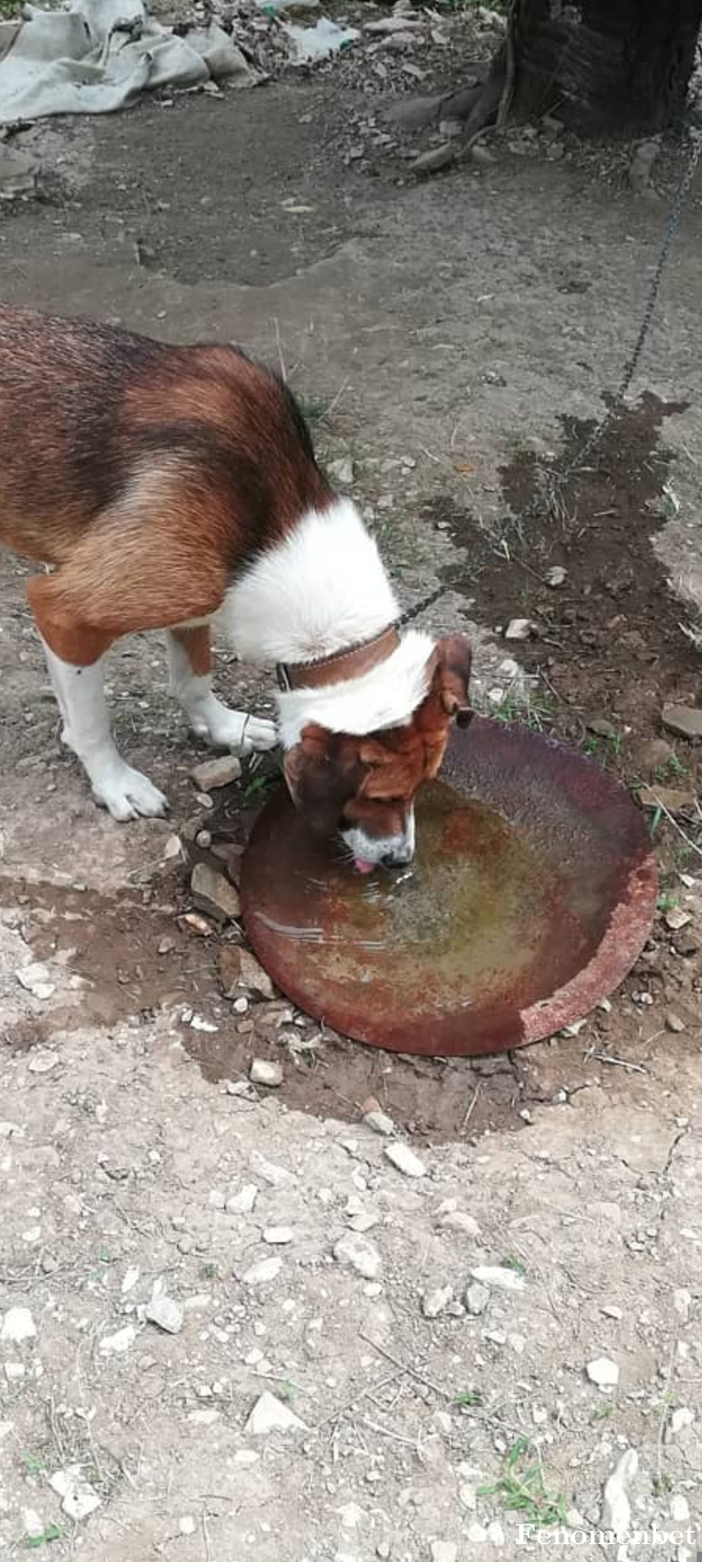 kaybeden52 tarafından paylaşıldı