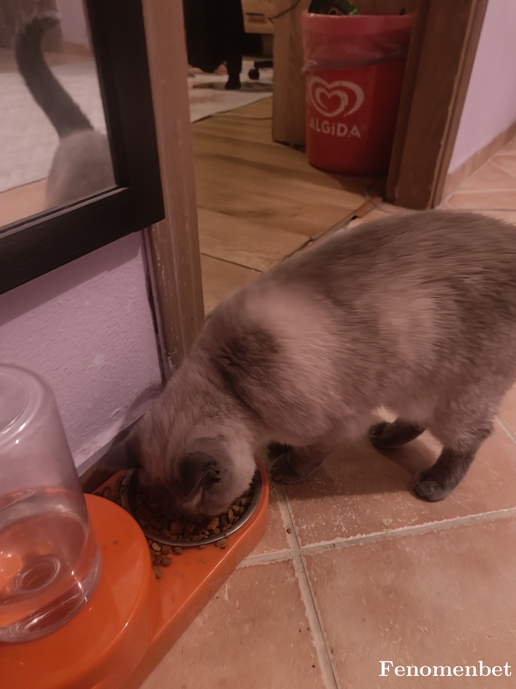 Aksirizeli tarafından paylaşıldı