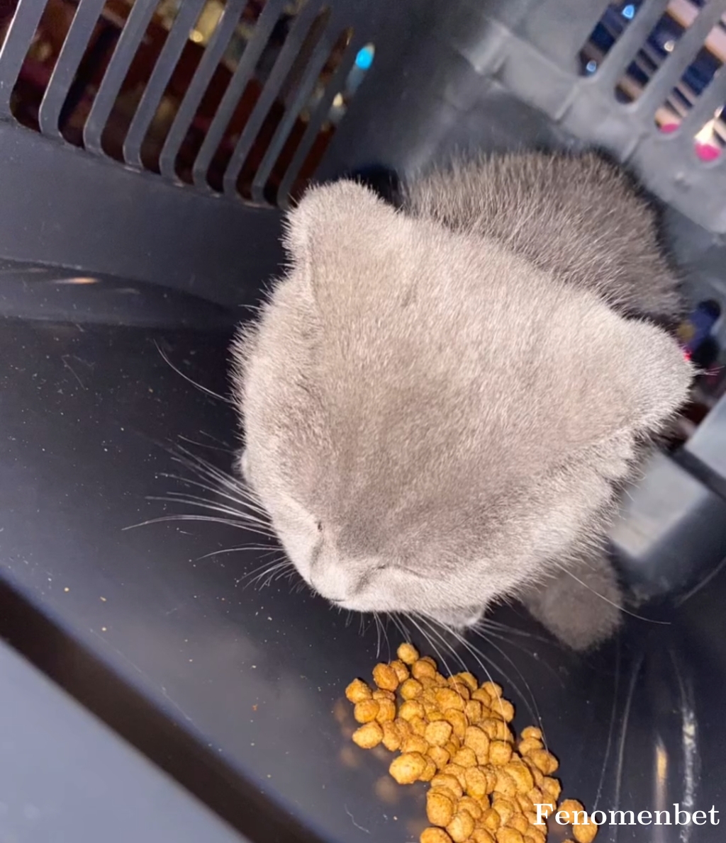 Hicranoyku33 tarafından paylaşıldı