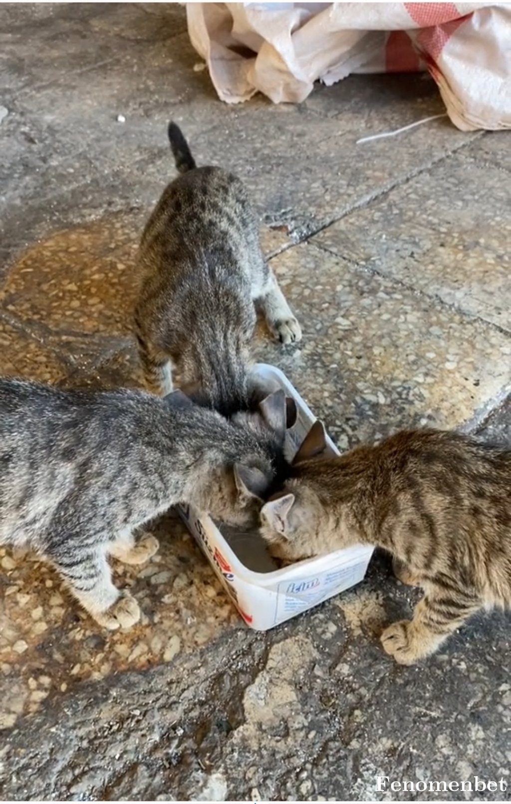 Yarasa63 tarafından paylaşıldı