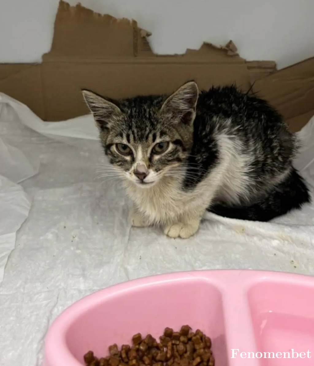 ha0in tarafından paylaşıldı