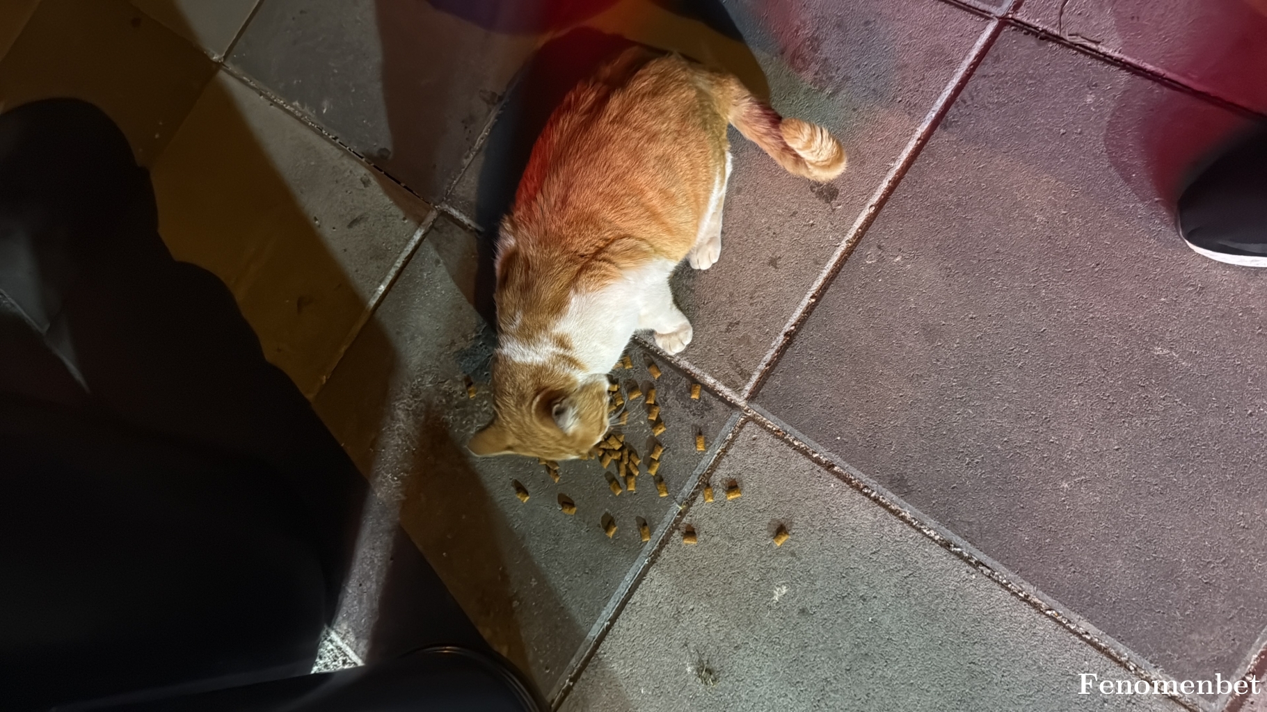 Falcon06 tarafından paylaşıldı