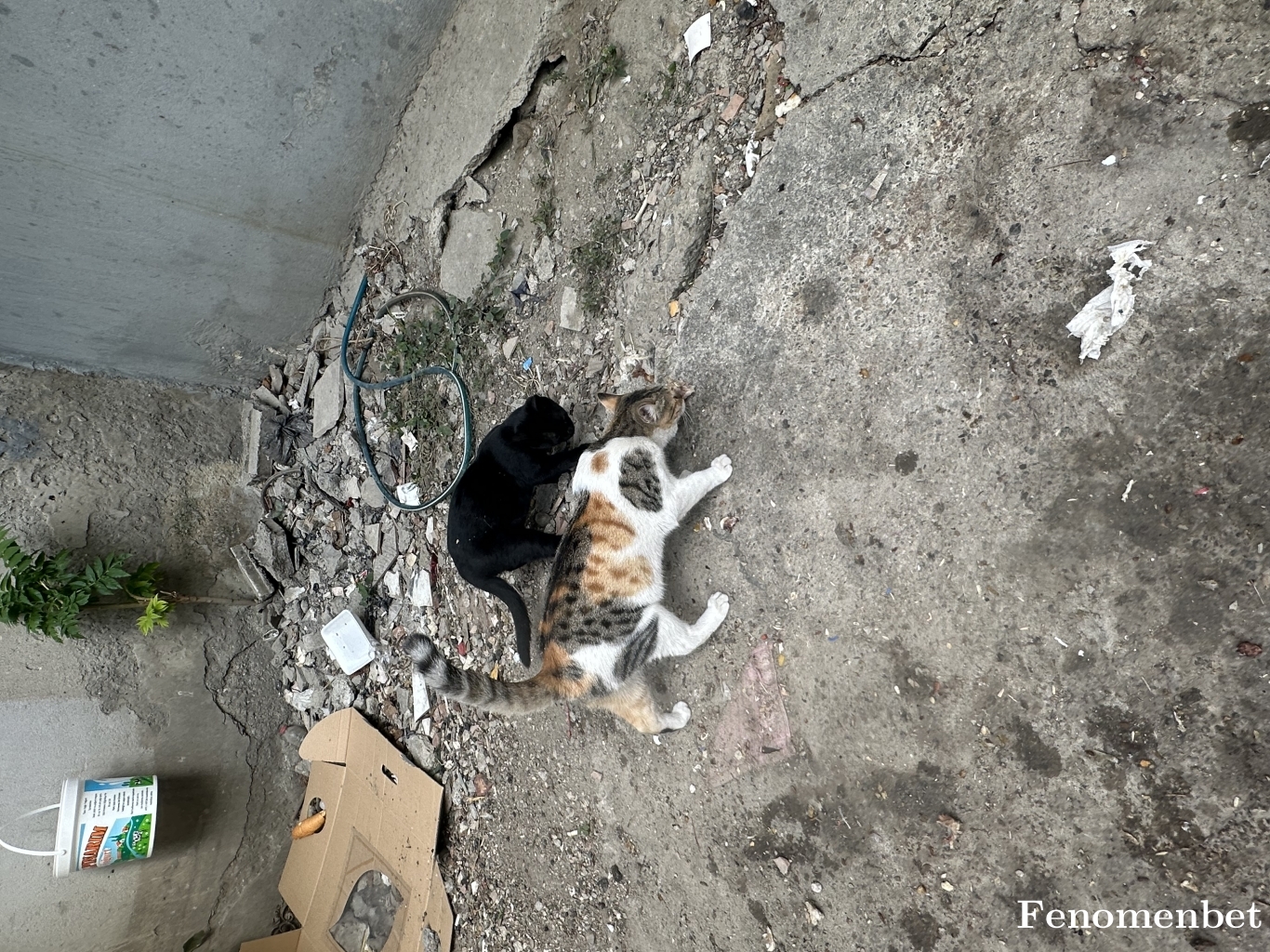 Sergenads tarafından paylaşıldı