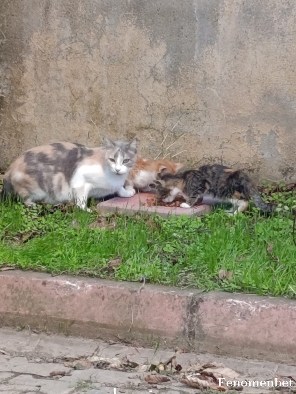 Vlkn15 tarafından paylaşıldı