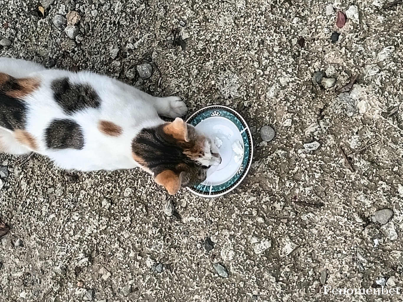 11468367 tarafından paylaşıldı