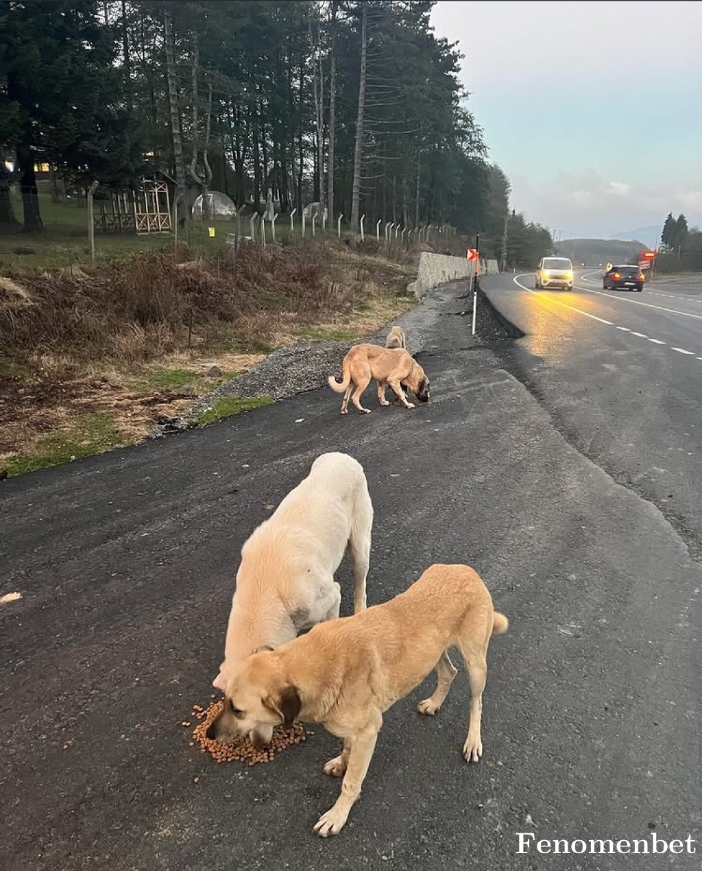 sener5252 tarafından paylaşıldı