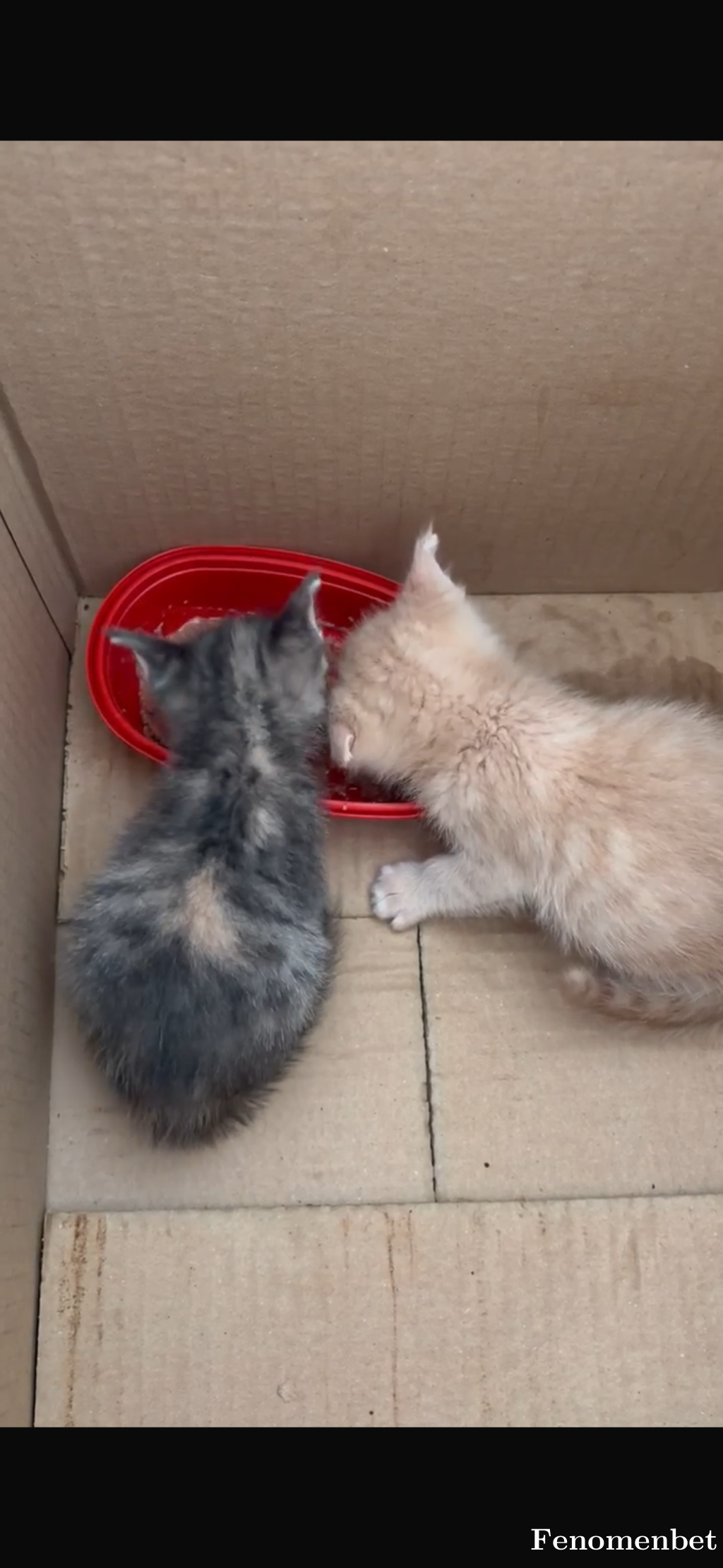 Ceydafyon tarafından paylaşıldı