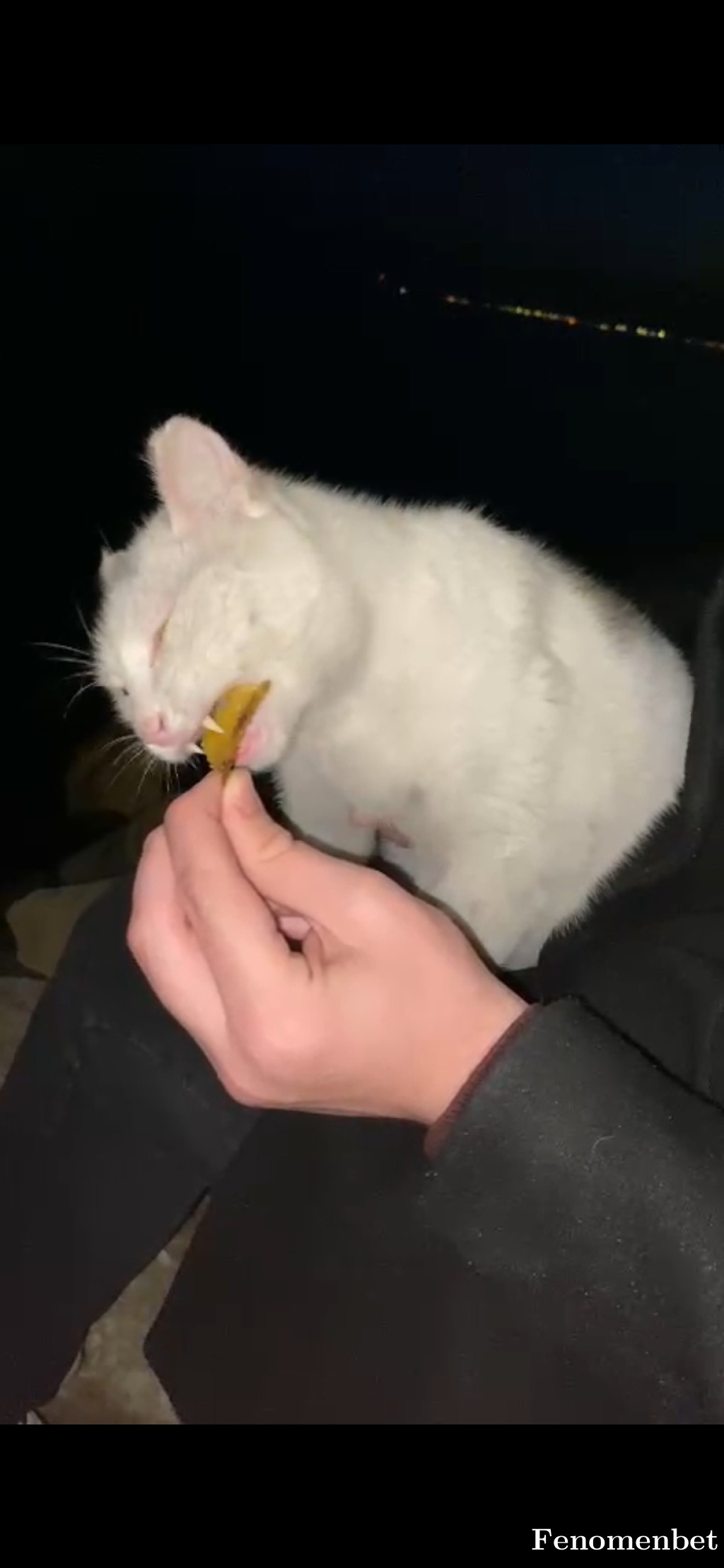 swecyx tarafından paylaşıldı