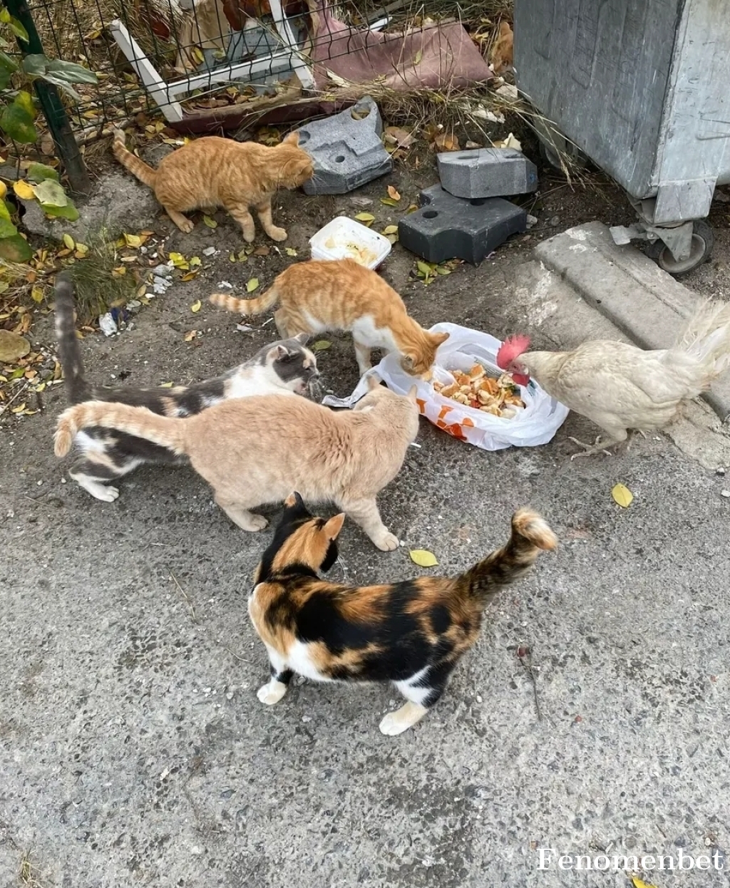 Serpiluslu tarafından paylaşıldı