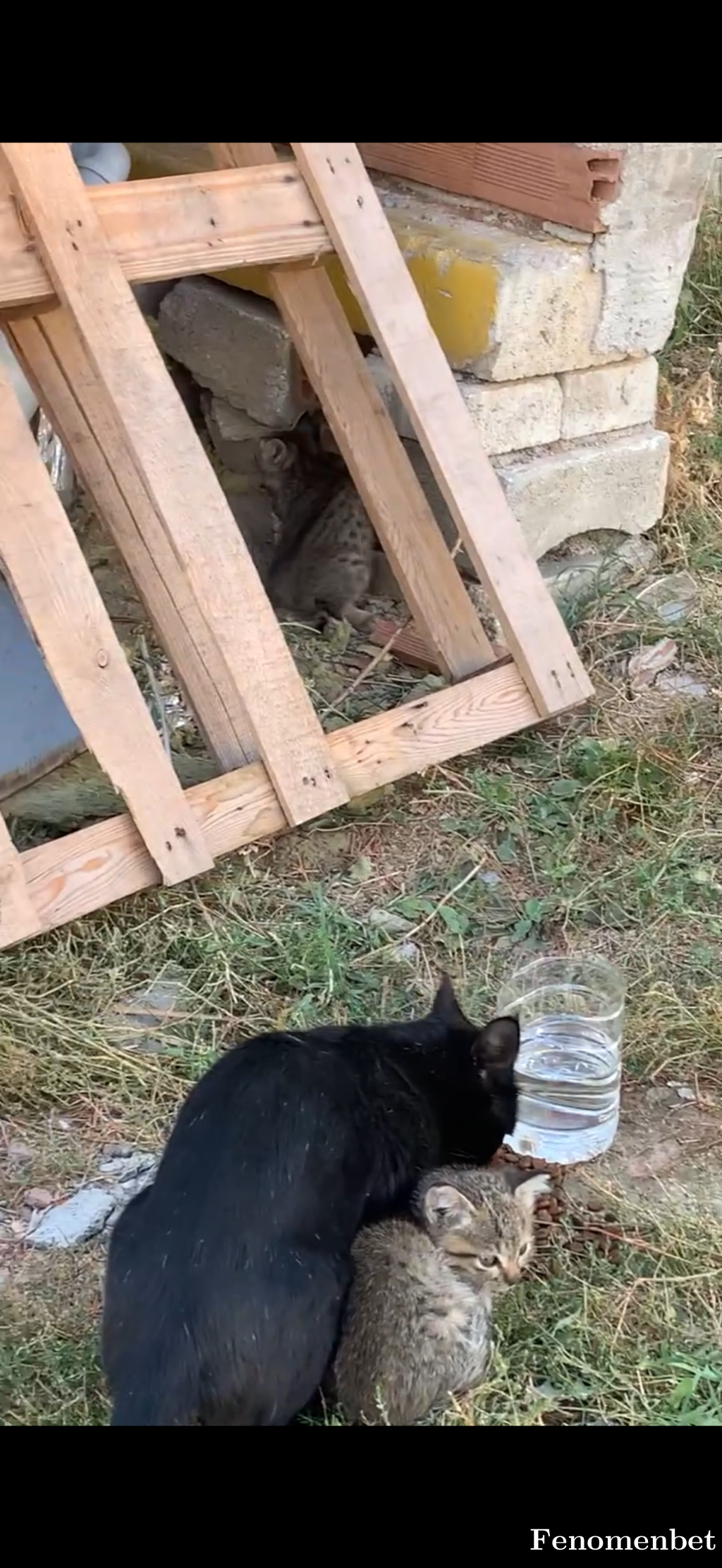 gettonline tarafından paylaşıldı