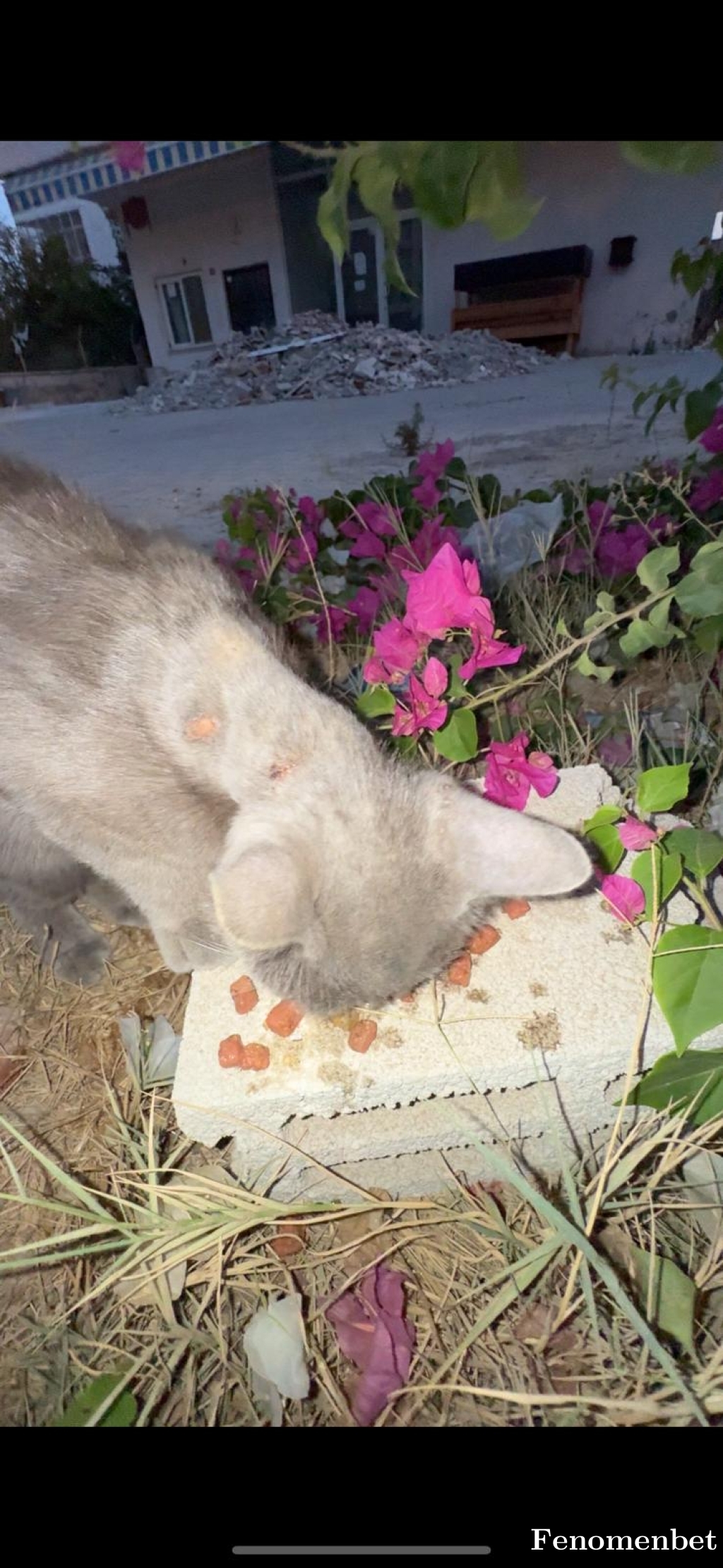 Batyrov tarafından paylaşıldı