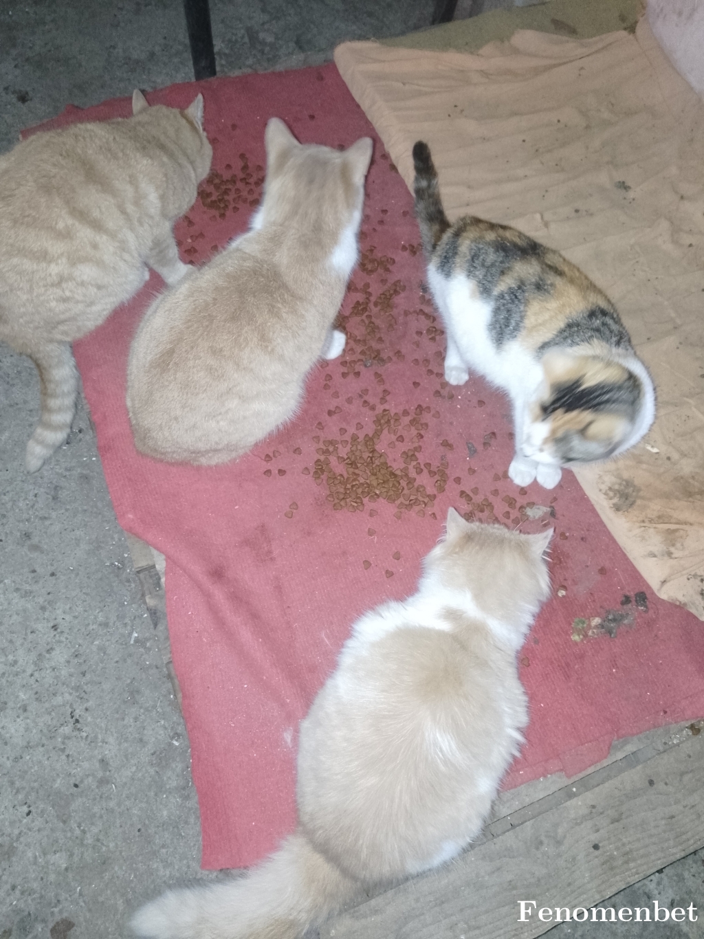 Tekkrta tarafından paylaşıldı