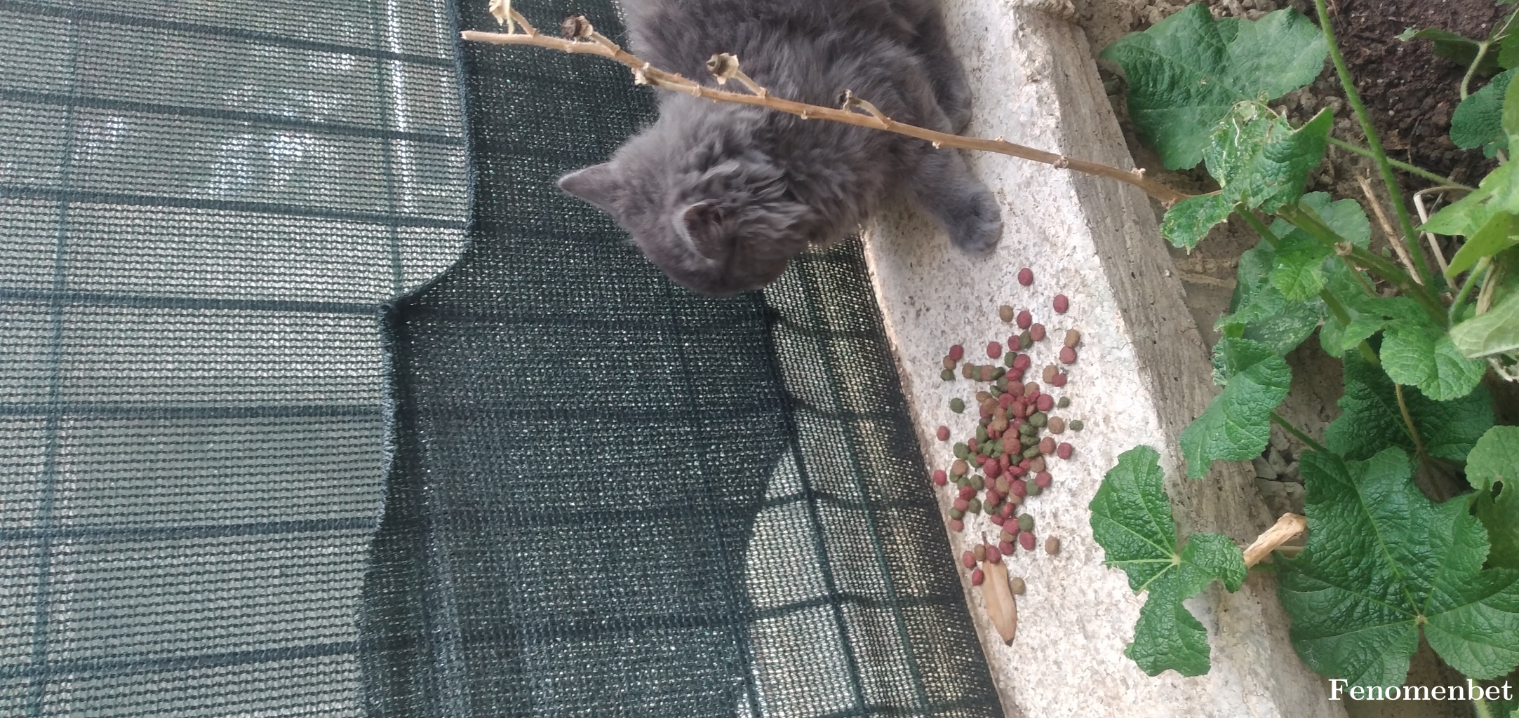 Dedo0652 tarafından paylaşıldı