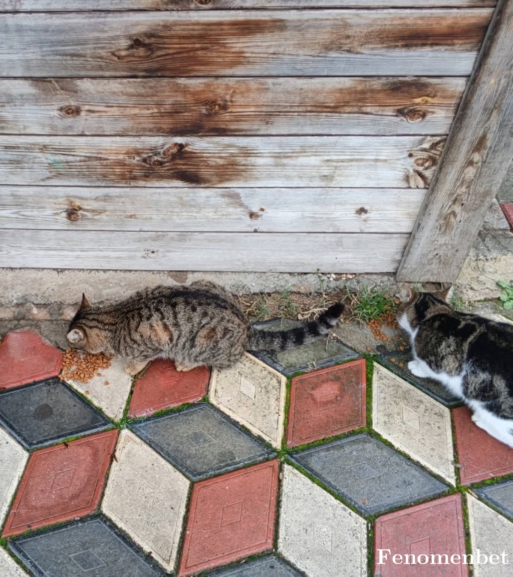 Veysel26 tarafından paylaşıldı