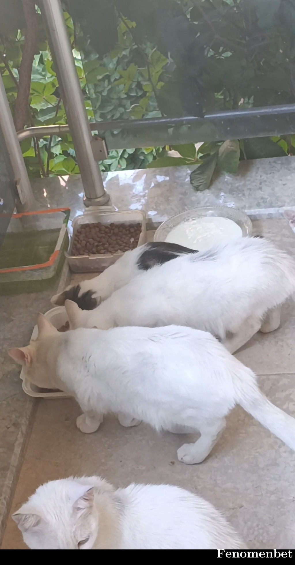 Ernsthg tarafından paylaşıldı