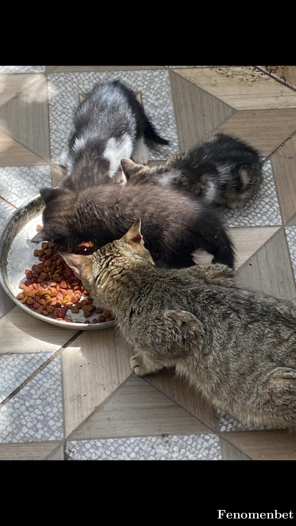 asafsht tarafından paylaşıldı