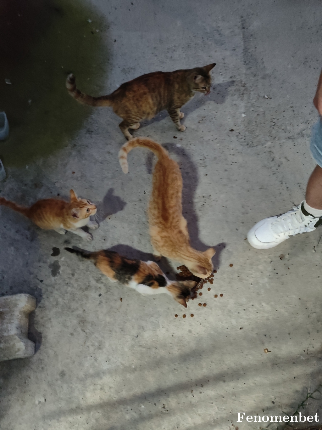 dinodan55 tarafından paylaşıldı