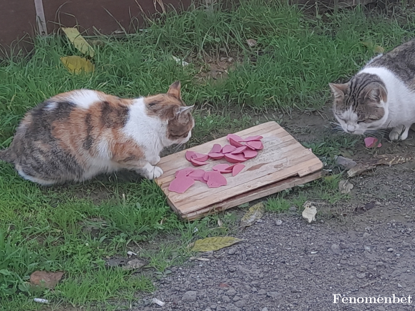 Durockbar tarafından paylaşıldı