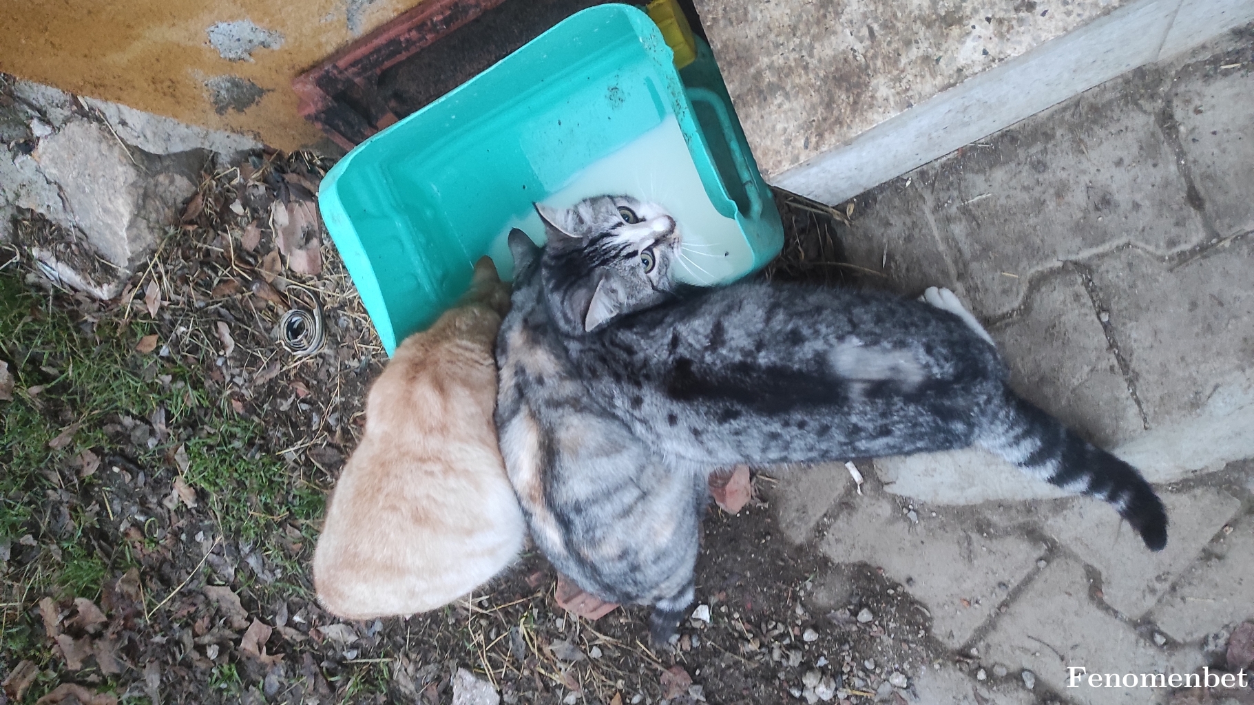 Emironist tarafından paylaşıldı