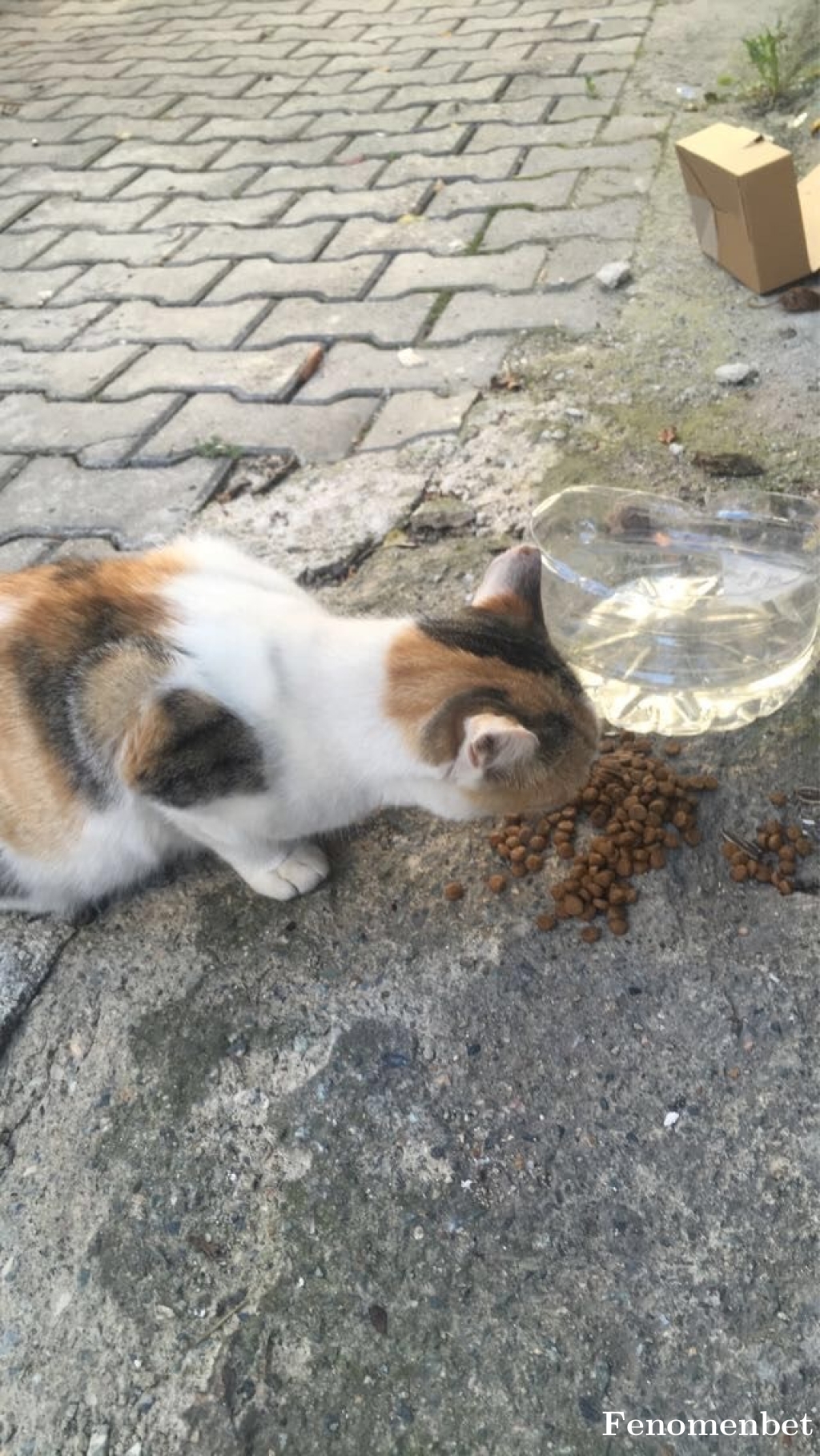 yigithegoat tarafından paylaşıldı