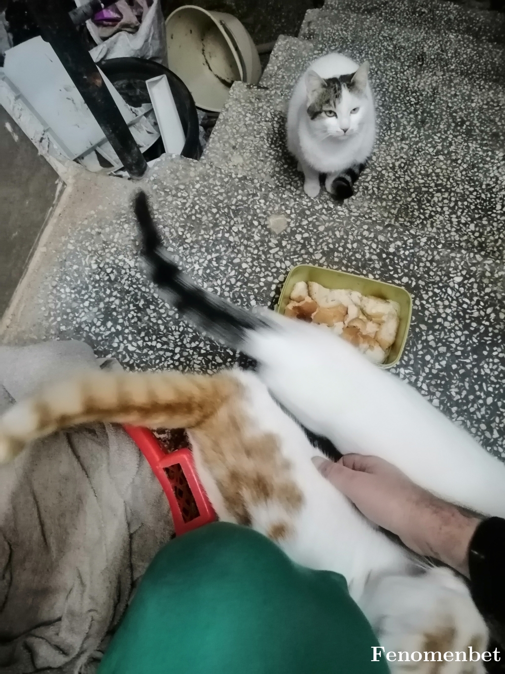 Fatma2454 tarafından paylaşıldı