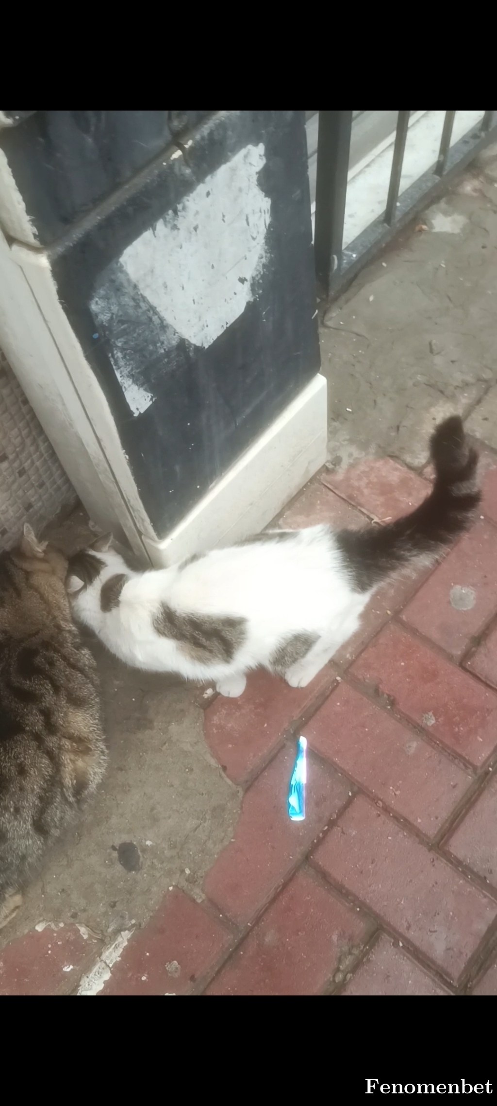 RedShout tarafından paylaşıldı