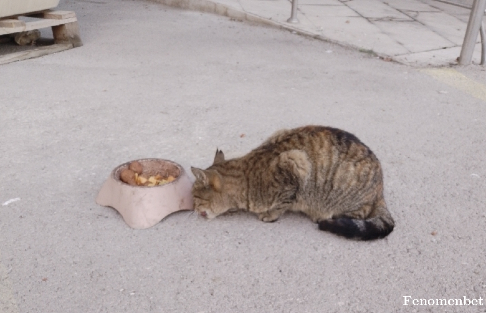 Volkanselcuk64 tarafından paylaşıldı