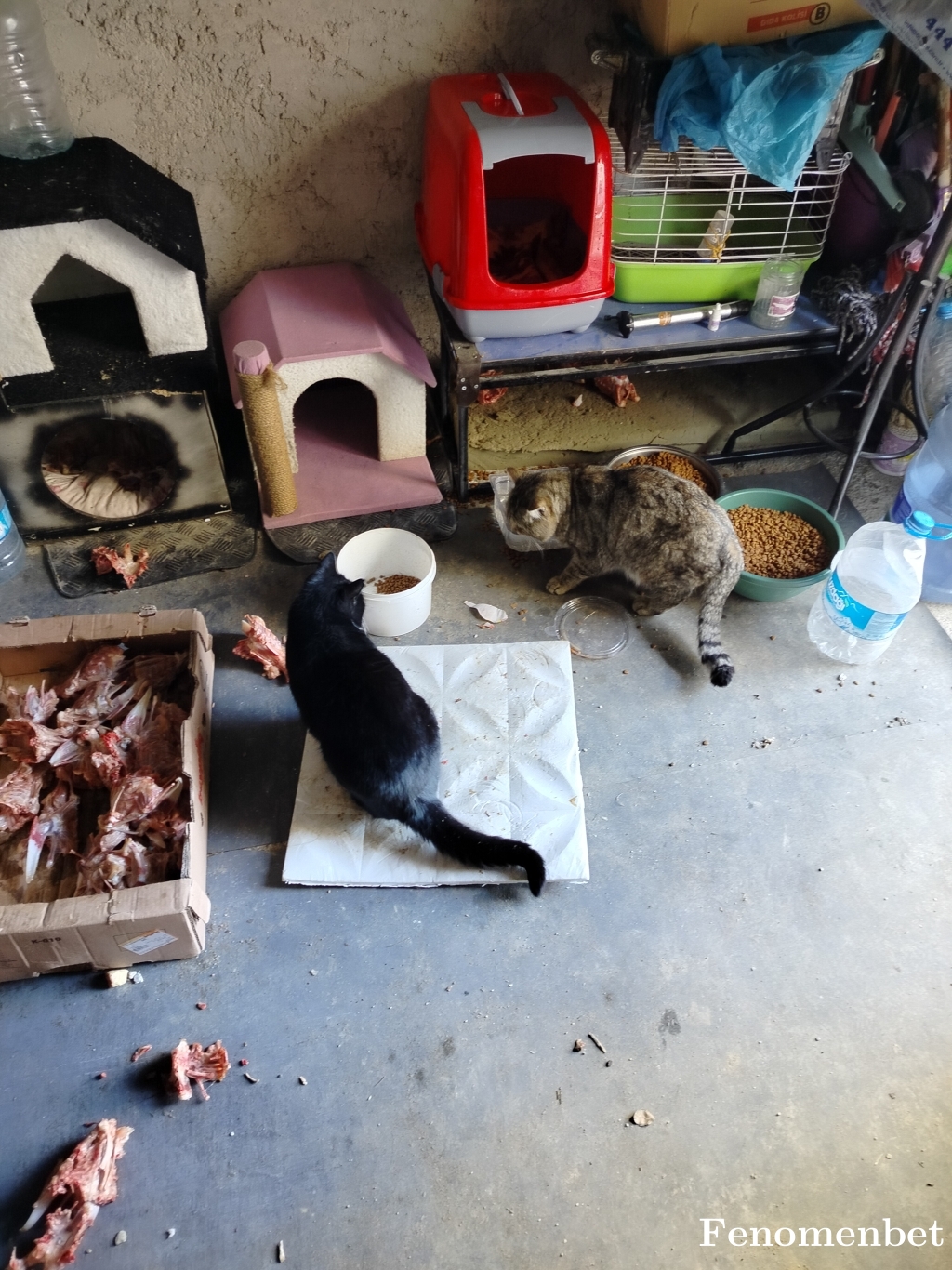 Sklamen tarafından paylaşıldı