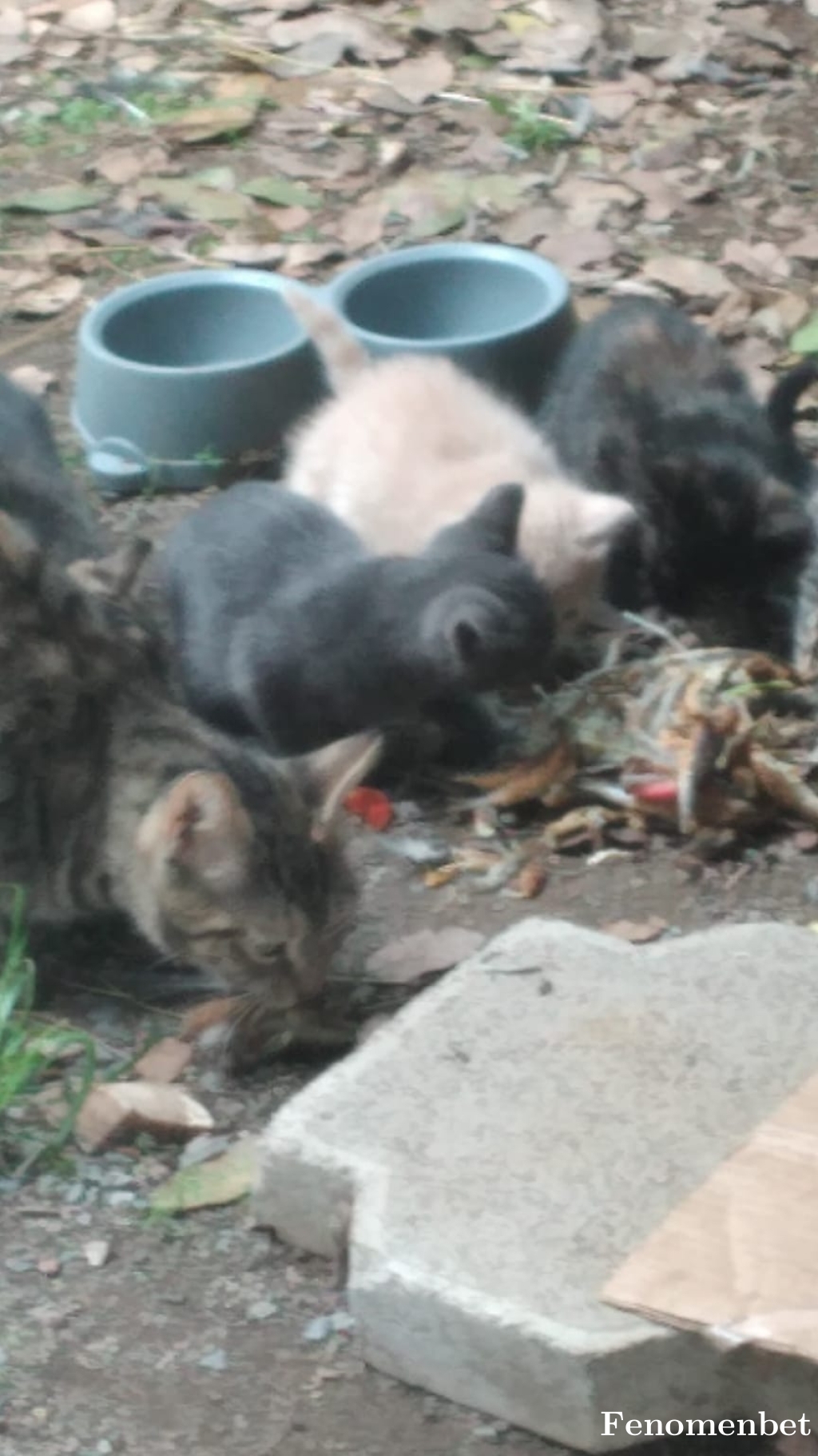 Amon01 tarafından paylaşıldı