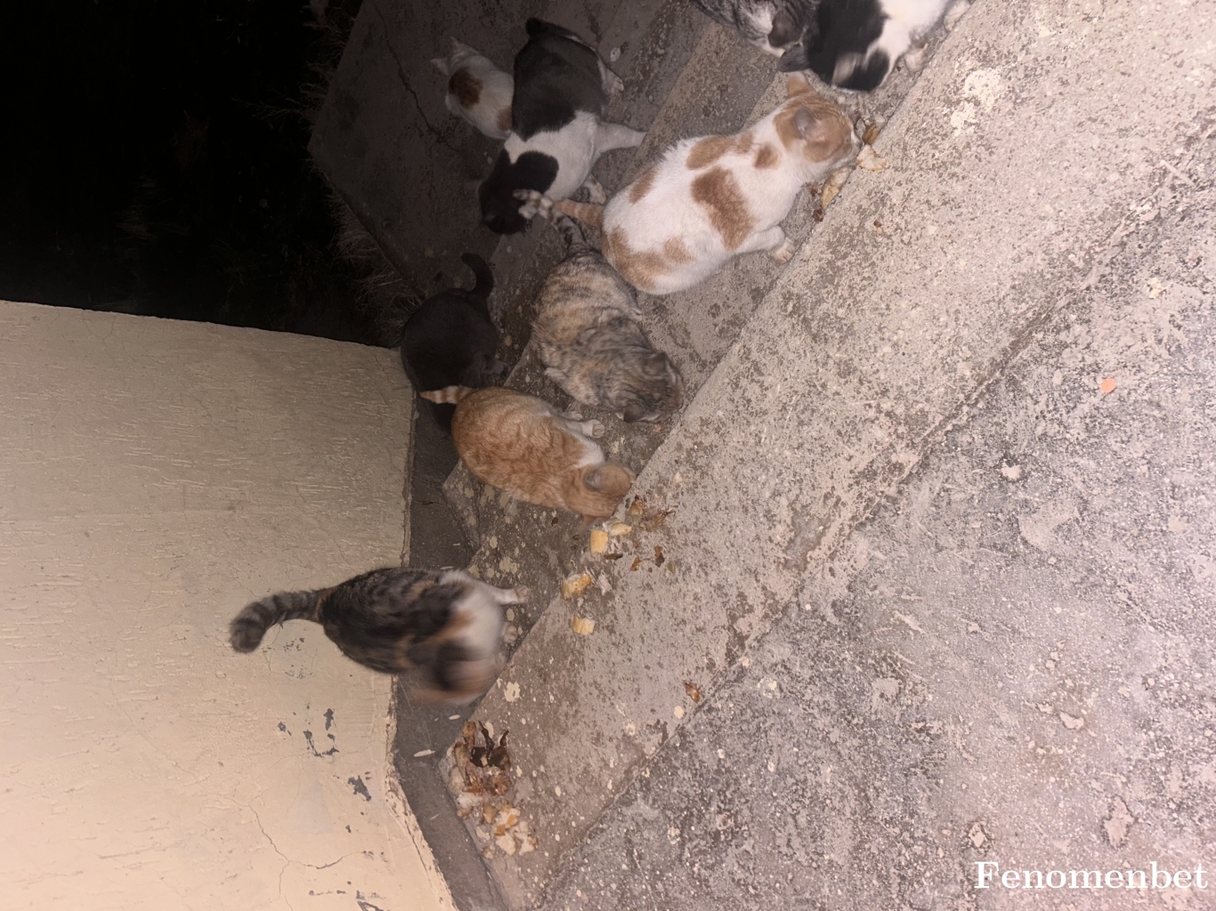 Mhmdsglm65 tarafından paylaşıldı