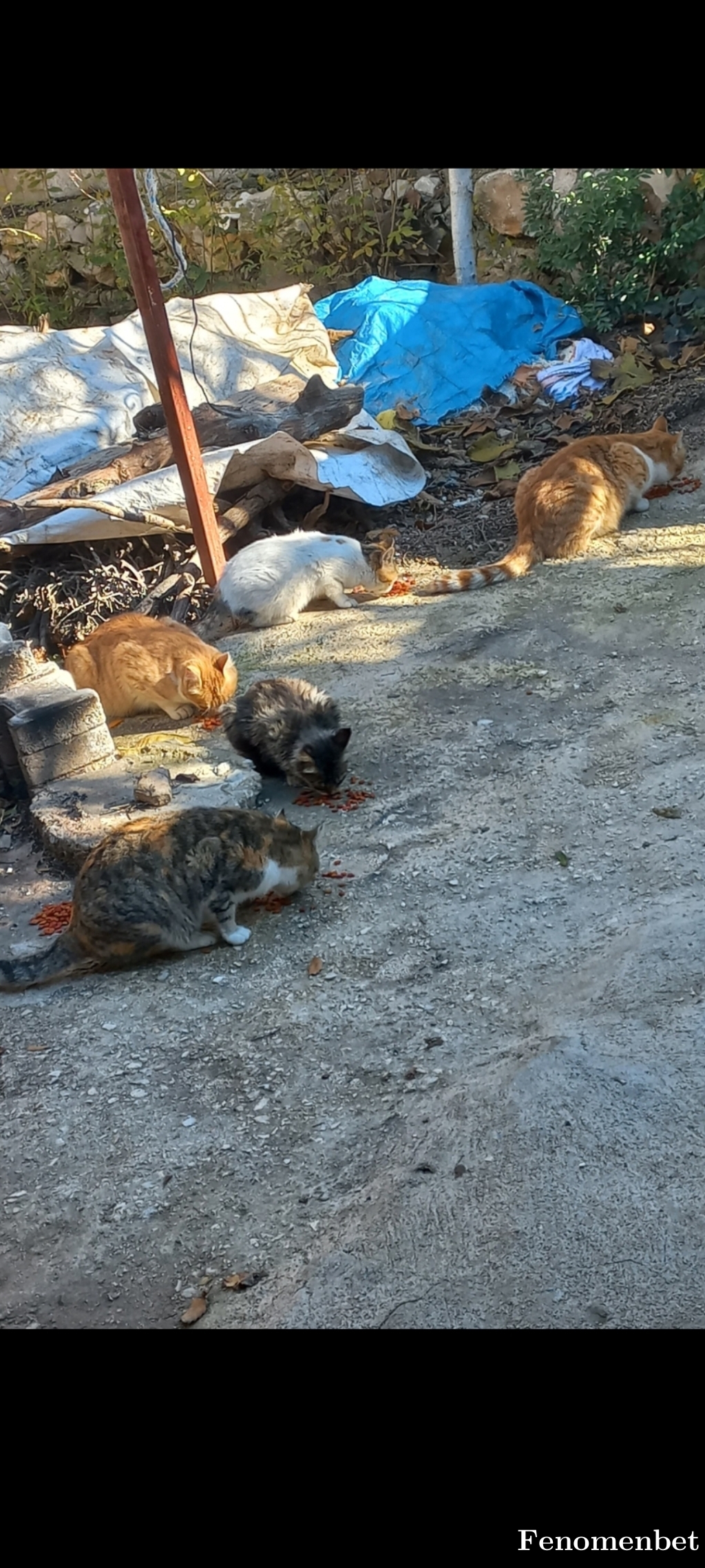 besirguven04  tarafından paylaşıldı