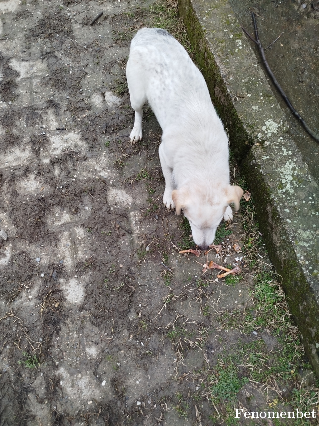 Polat158 tarafından paylaşıldı