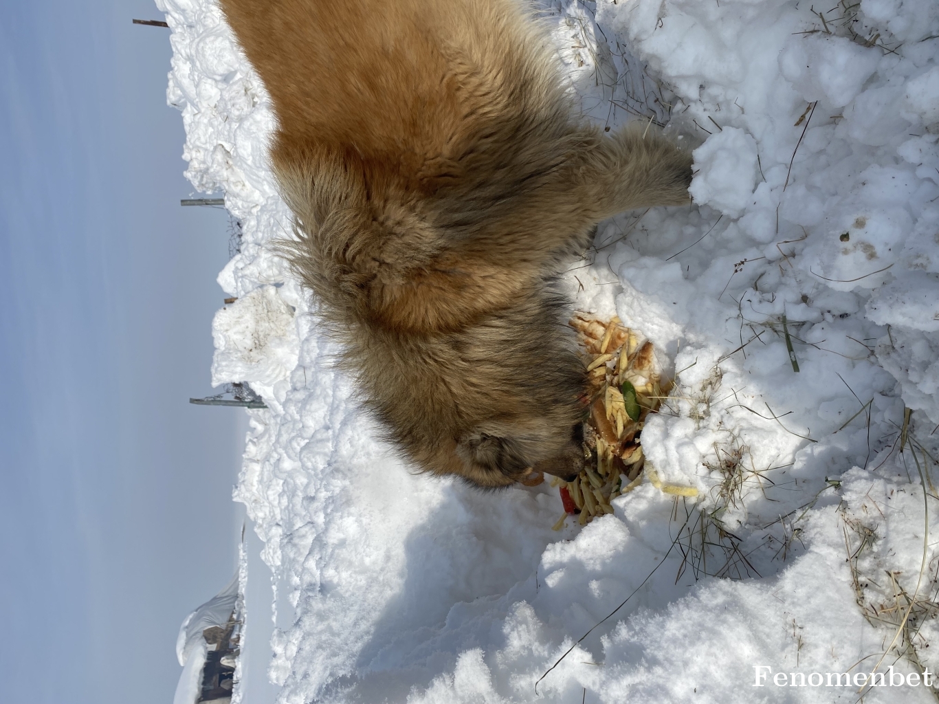 Kajinn tarafından paylaşıldı