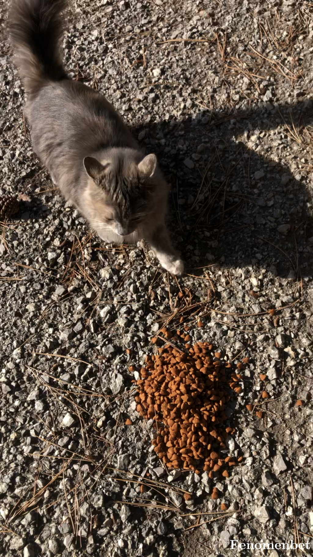 dalinindelisi tarafından paylaşıldı