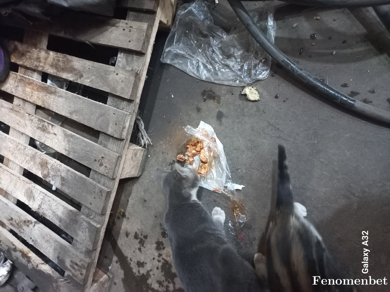 Pars67 tarafından paylaşıldı