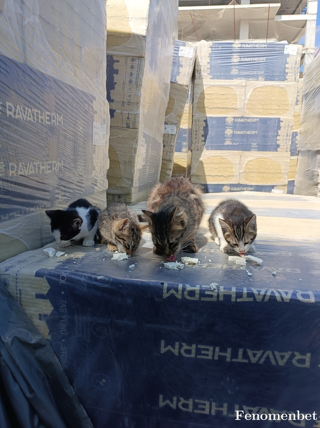 Theyunus  tarafından paylaşıldı