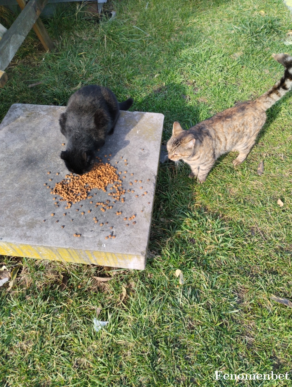 kasdan52 tarafından paylaşıldı