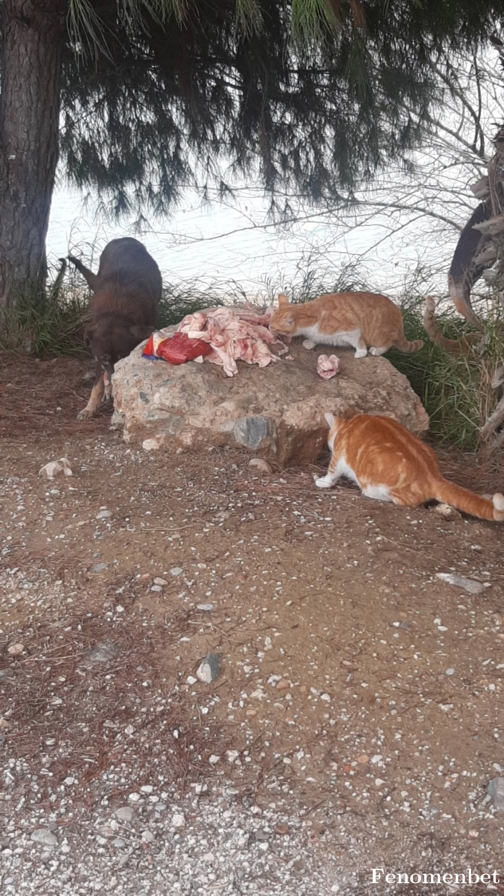 matador1412 tarafından paylaşıldı