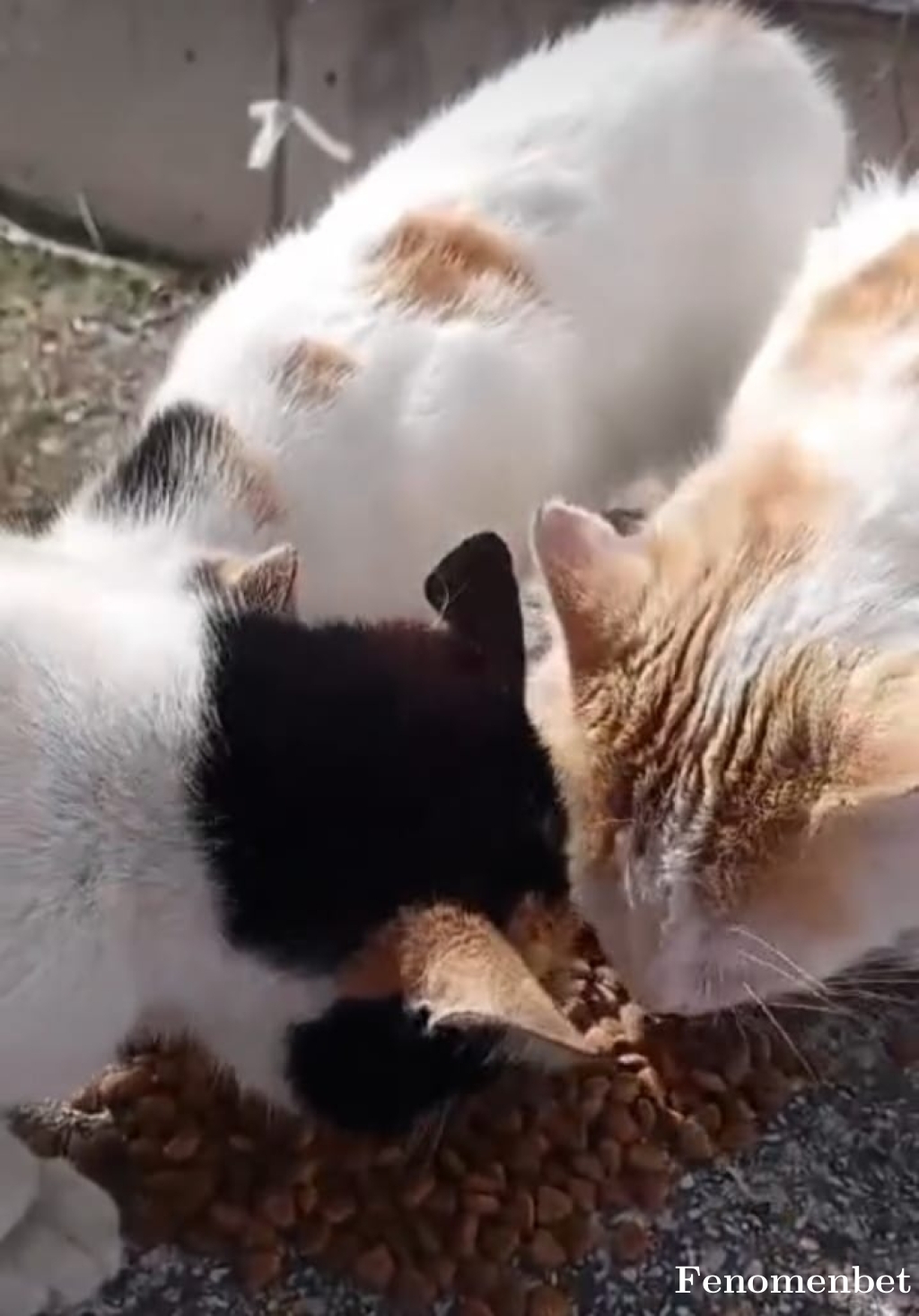 Ahmet0825 tarafından paylaşıldı