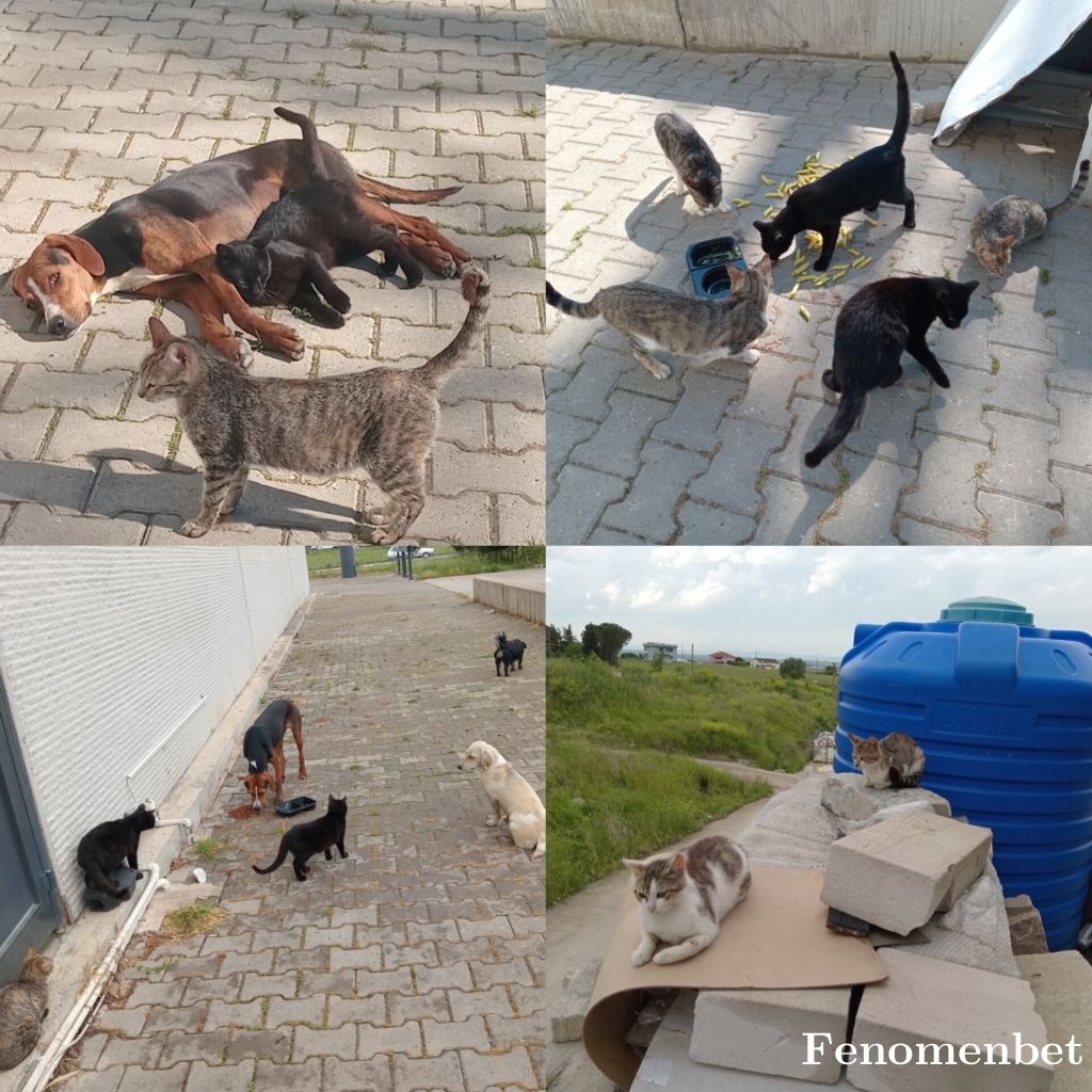 Karabey3478 tarafından paylaşıldı