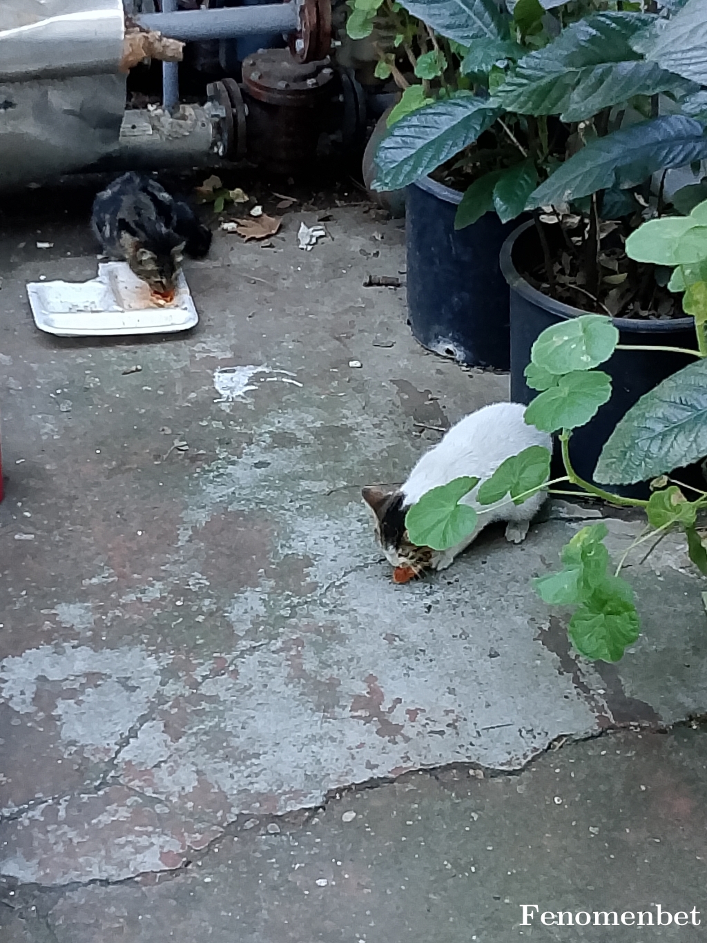 onursword tarafından paylaşıldı