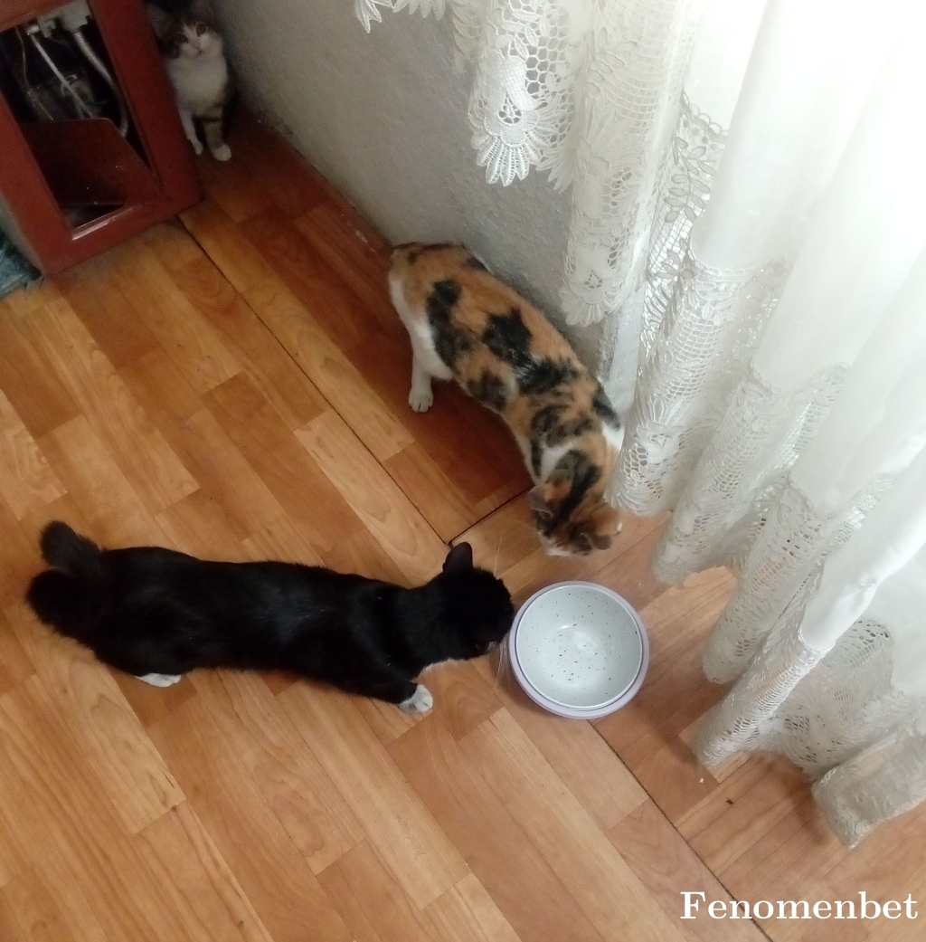 Hasbi70 tarafından paylaşıldı