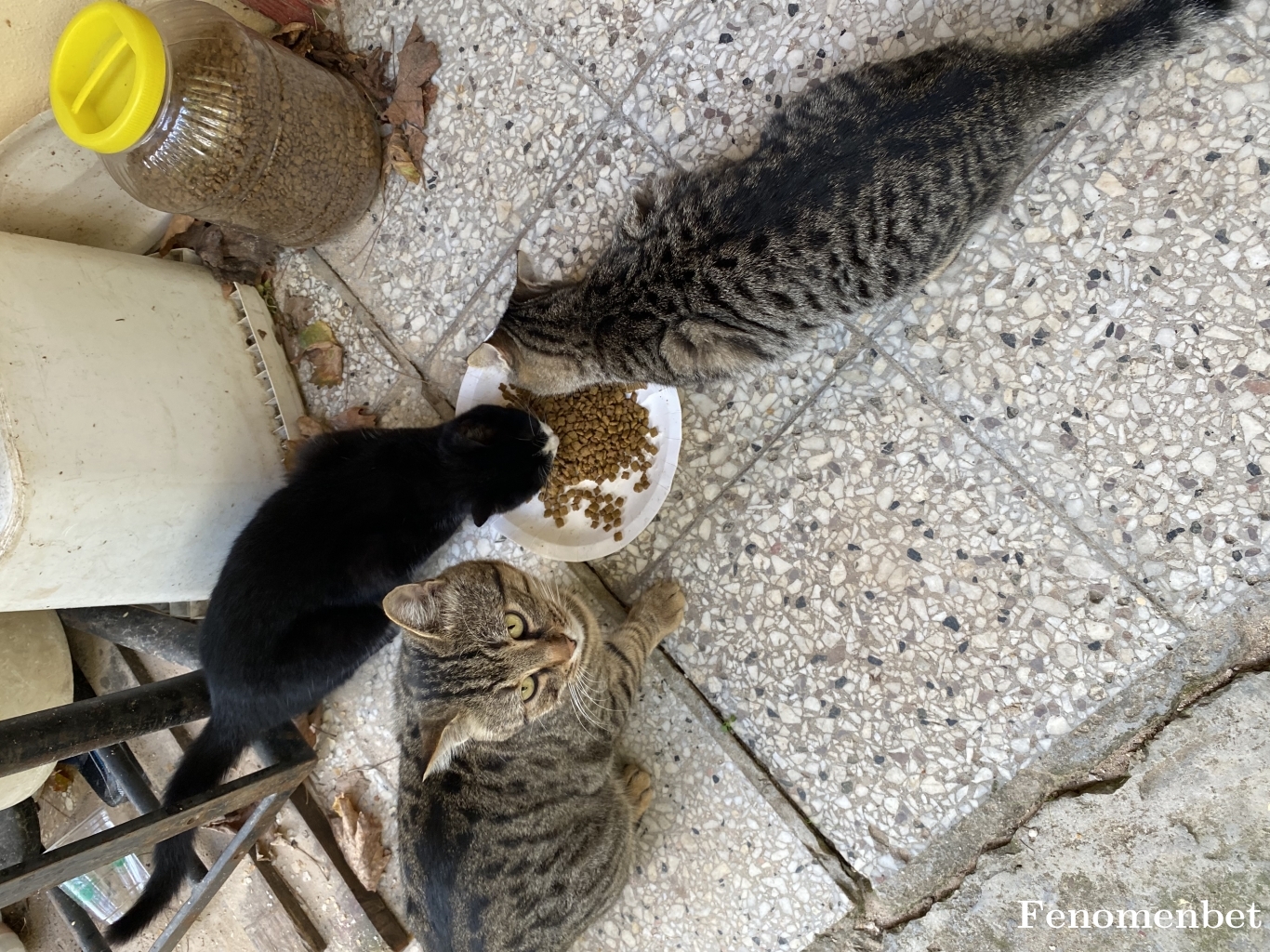 Matiss tarafından paylaşıldı