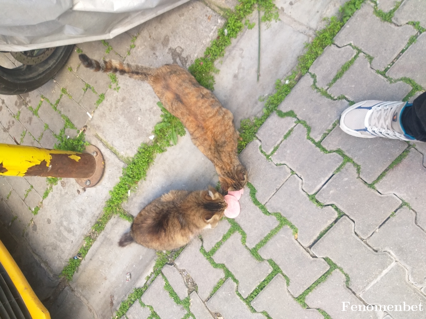 Mitreyin09 tarafından paylaşıldı