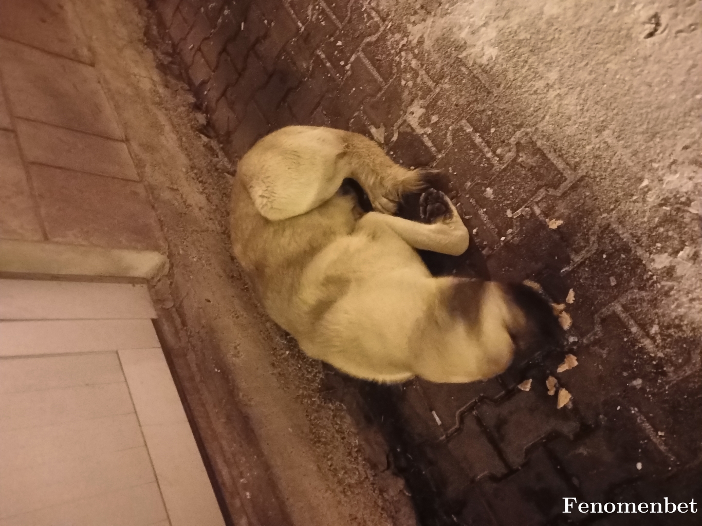 Sebastian4934 tarafından paylaşıldı