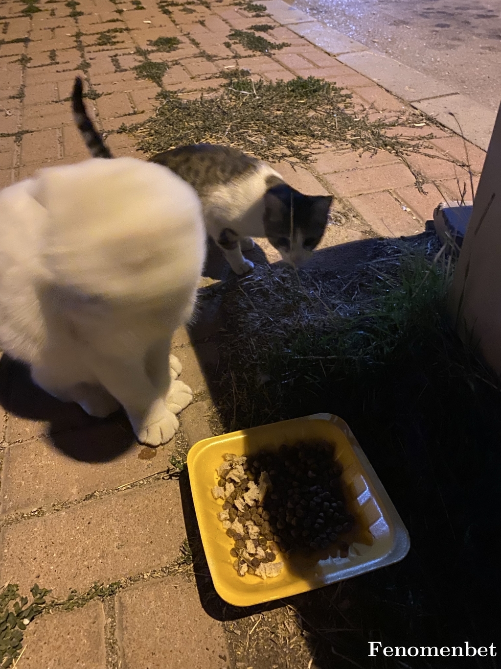 zigovvia tarafından paylaşıldı