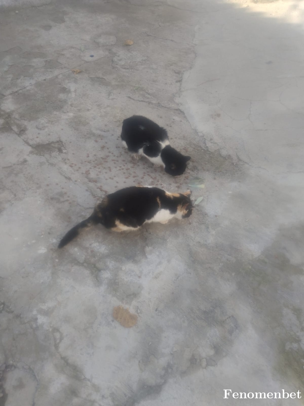 Boldpilot35  tarafından paylaşıldı